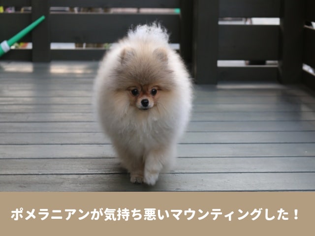 ポメラニアン　気持ち悪い　子犬　オス　性格　気性が荒い